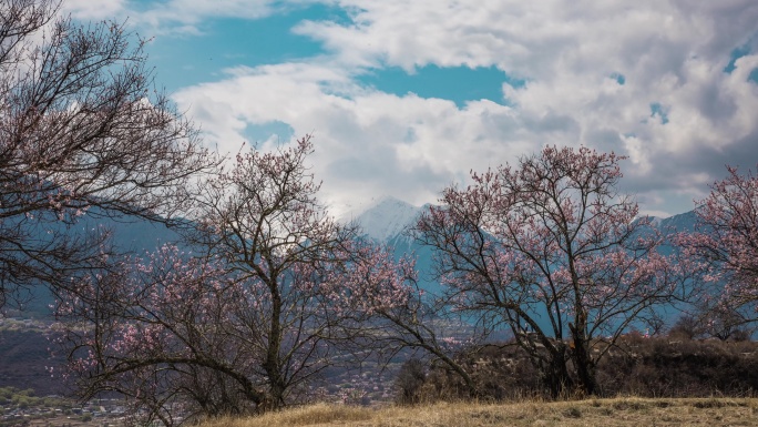 西藏林芝索松村桃花雪山延时