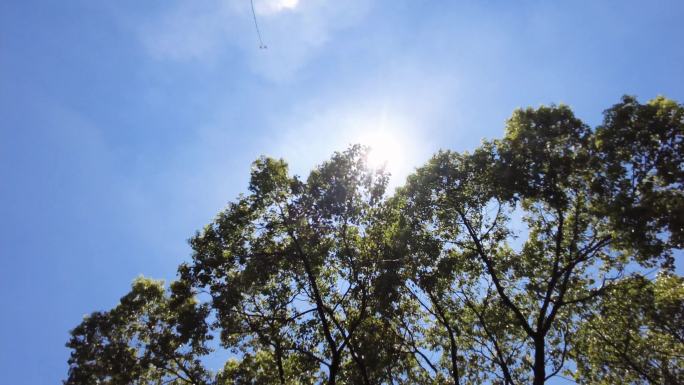 夏天阳光穿过树林树叶子自然风景视频素材0