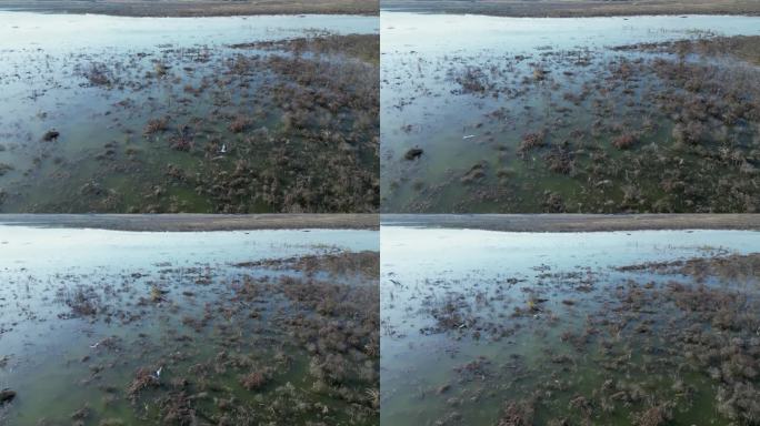 方冬天水域枯草湖泊湿地鸟类栖息