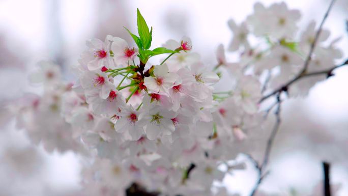 小区樱花