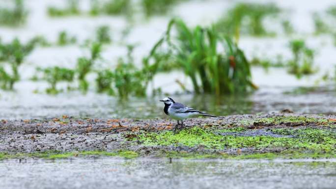 湿地鸟类白鹡鸰、觅食、鸣叫、鸟唱歌