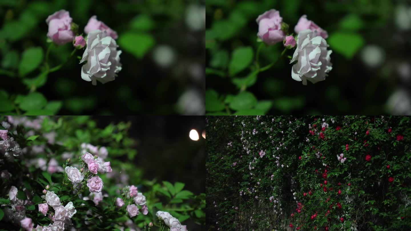 夜晚微风吹过花素材 蔷薇月季