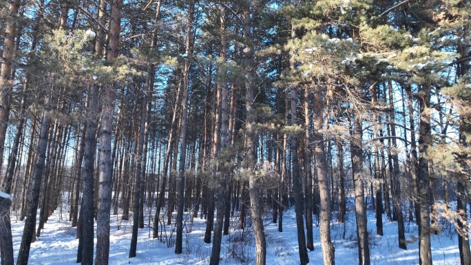 林海雪原松林雪景