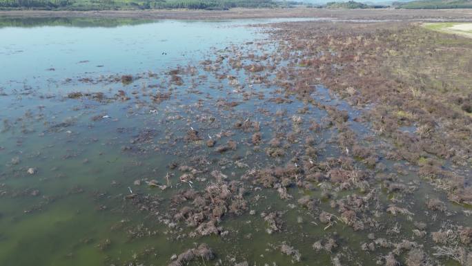 方冬天水域枯草湖泊湿地鸟类栖息