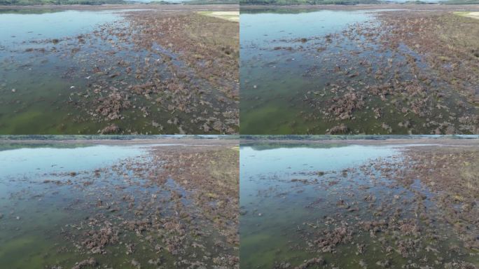 方冬天水域枯草湖泊湿地鸟类栖息