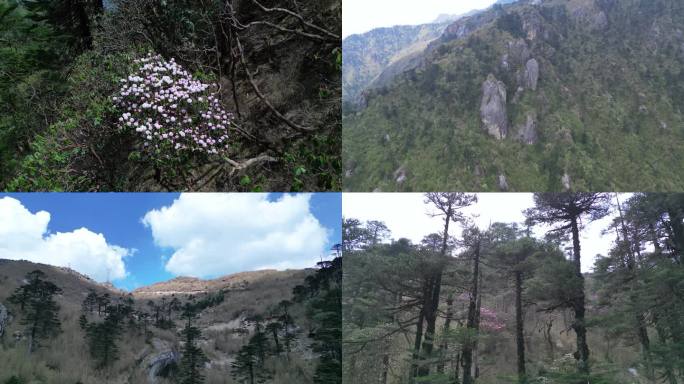 森林 原始森林原始丛林高山草甸奇石大树