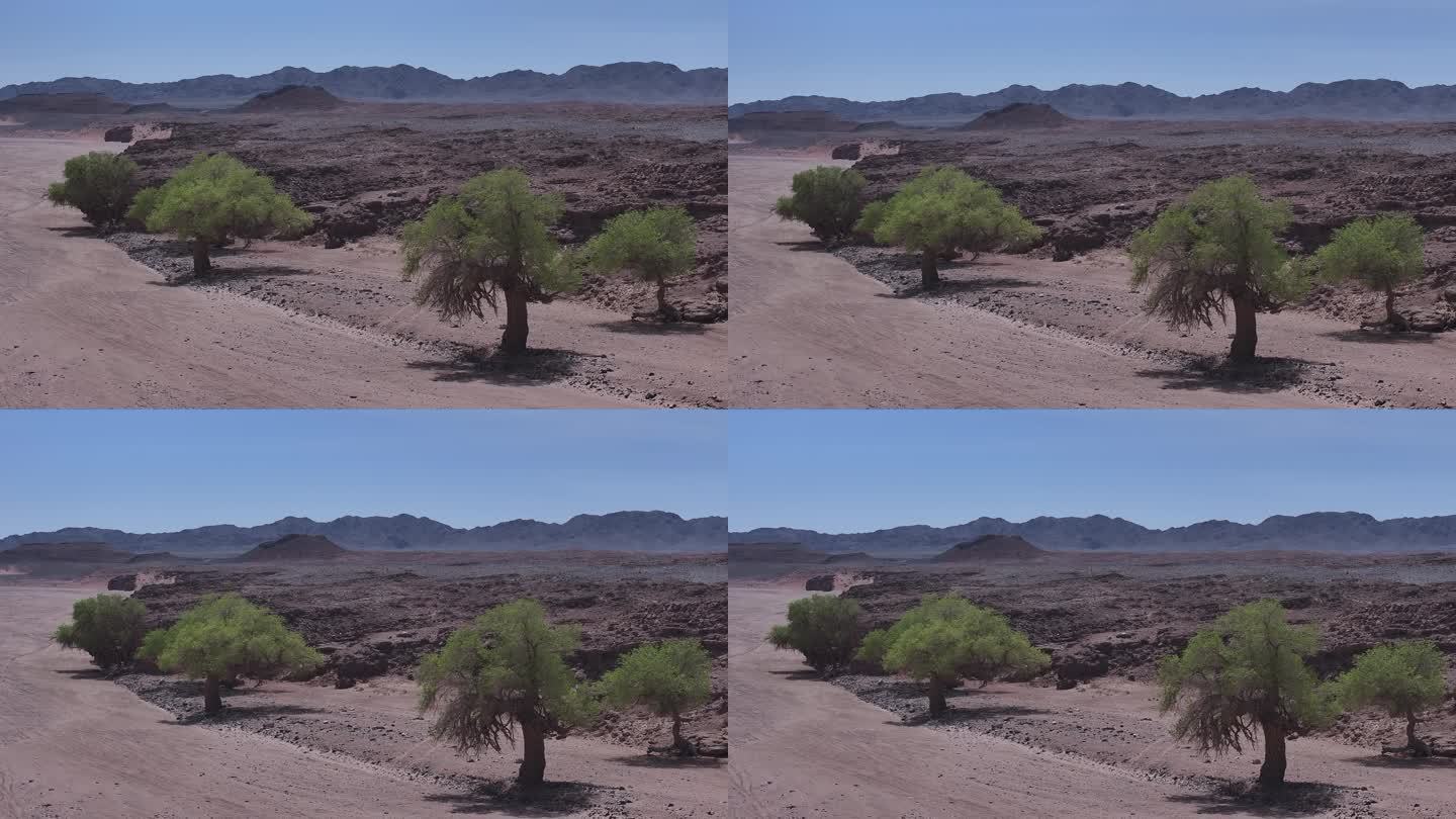 榆树 胡杨 戈壁 绿油油的树 野生植物