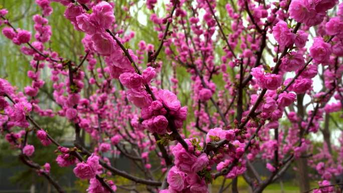 碧桃花 碧桃 花开 粉红碧桃