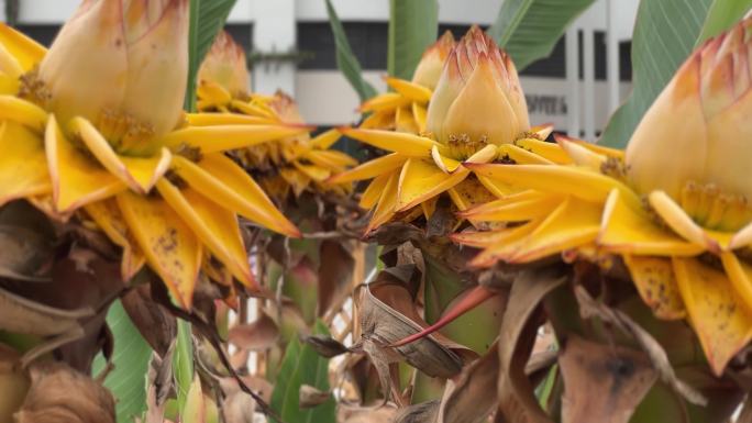 地涌金莲 热带植物奇花异草佛教圣花