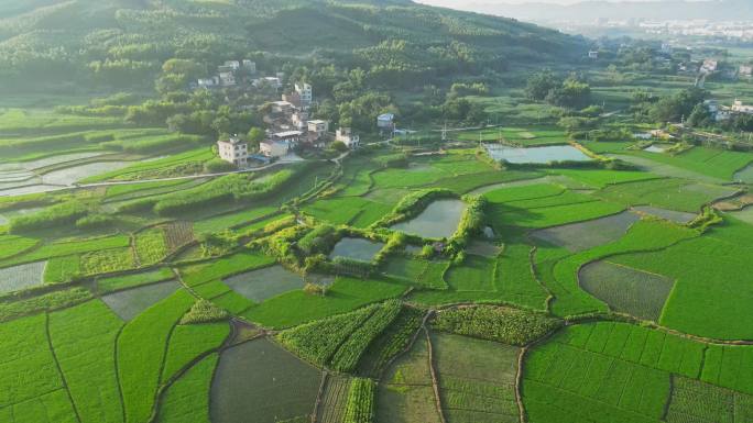 禾苗稻田土地乡村