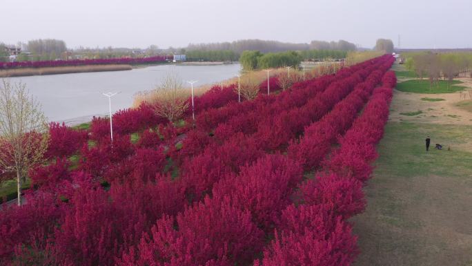 河边的海棠花姹紫嫣红的绚丽海棠盛开在春天