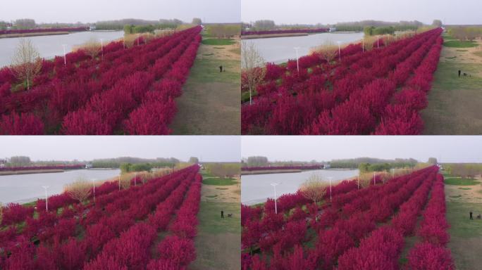 河边的海棠花姹紫嫣红的绚丽海棠盛开在春天