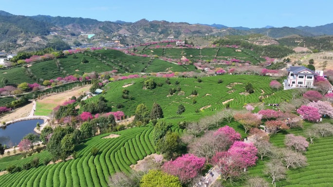 福建龙岩永福樱花园航拍