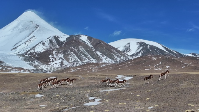 一群藏野驴在可可西里玉珠峰下漫步