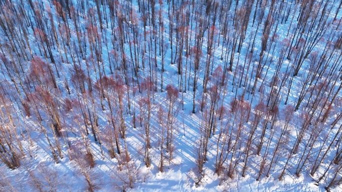 鸟瞰夕阳照耀的雪原红柳林