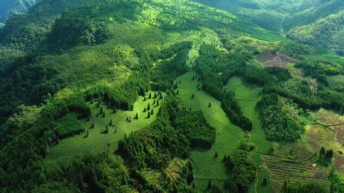 高山有机茶园茶叶绿色茶树林光影