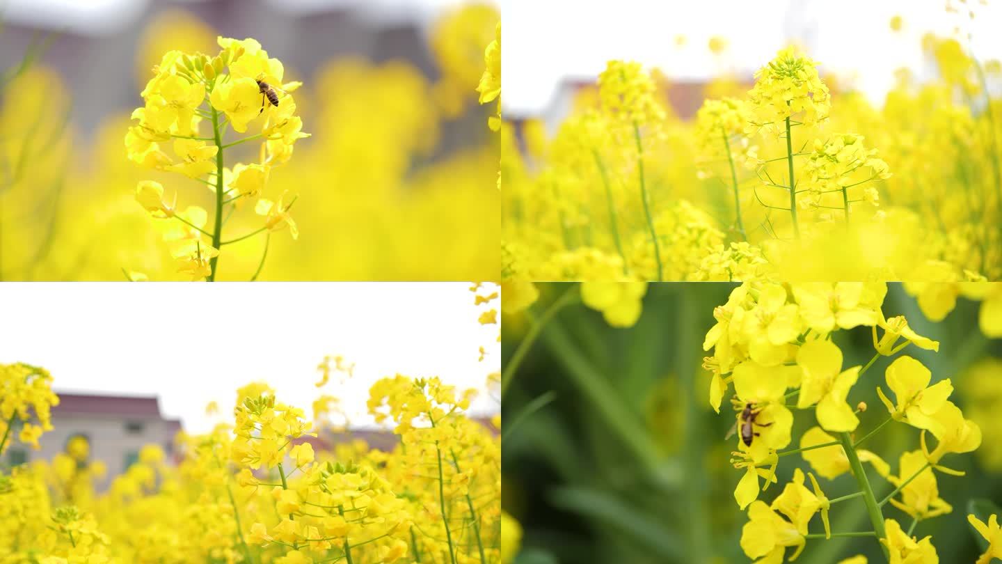 油菜花小蜜蜂采蜂蜜