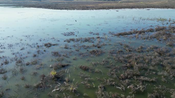 方冬天水域枯草湖泊湿地鸟类栖息