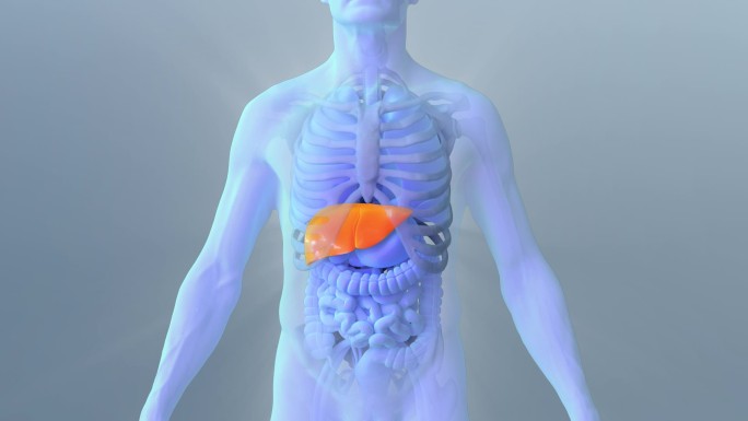 肝脏 修复 肝炎肝硬化 肝癌