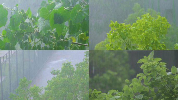 城市下暴雨倾盆大雨下雨天雨水雨滴植物树叶