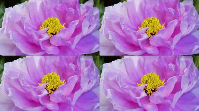 牡丹芍药开花延时摄影