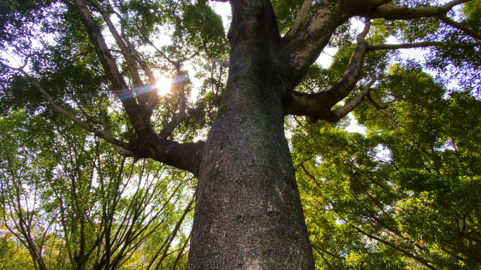 参天大树 树木逆光 百年老树  森林