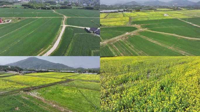 4k4月初晴天径山村边沙塘村麦田油菜花