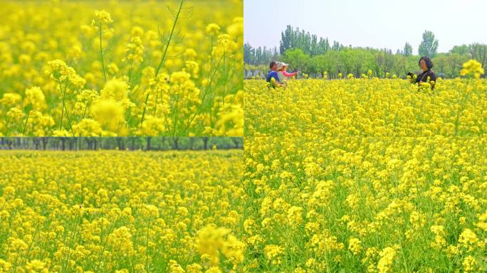 油菜花花海田园仰拍天空春天