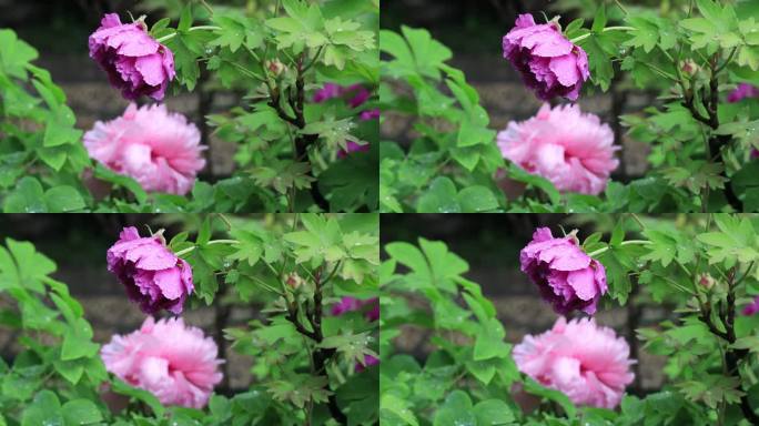 春天苏州园林留园牡丹特写 春雨春意踏青