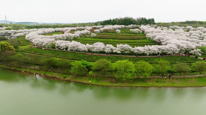 凤凰沟樱花16