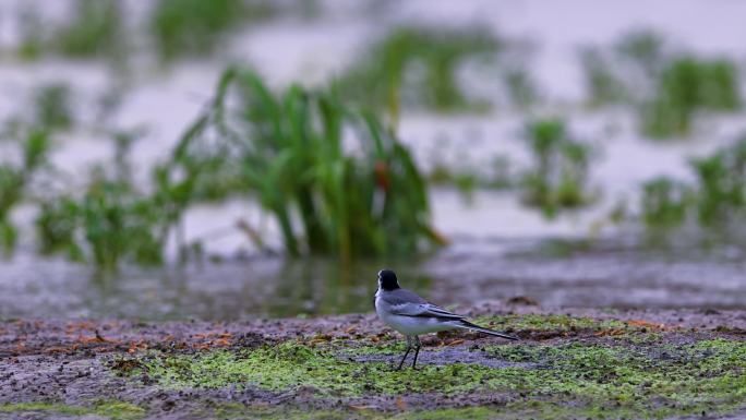 湿地鸟类白鹡鸰、觅食、鸣叫、鸟唱歌