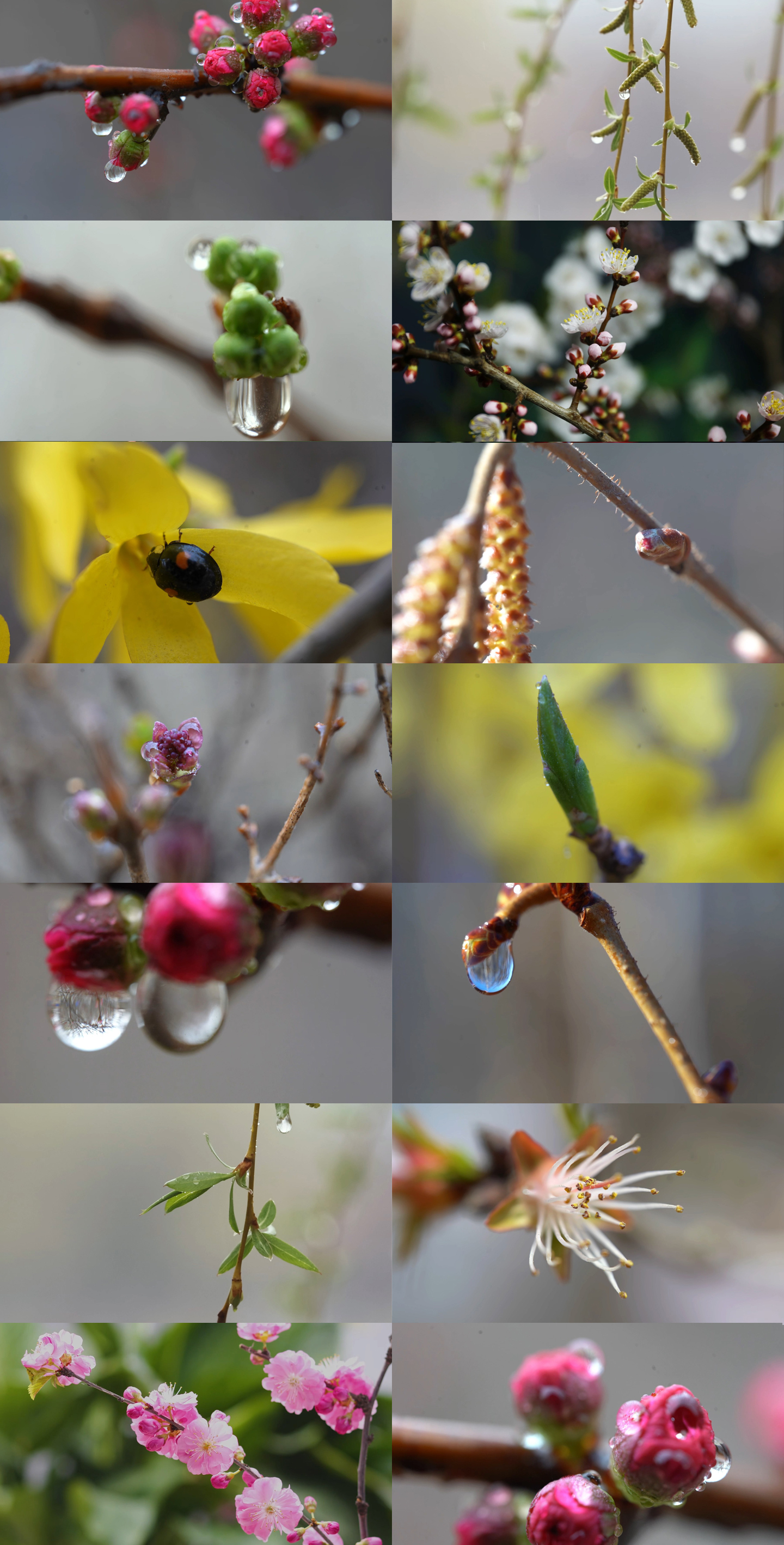 萌芽 植物发芽 春天 春暖花开 万物复苏