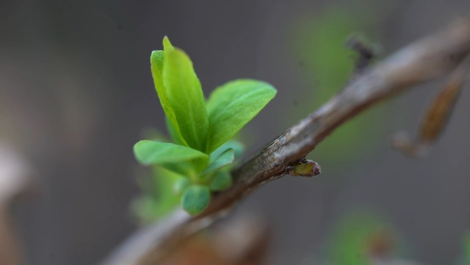 萌芽 植物发芽 春天 春暖花开 万物复苏