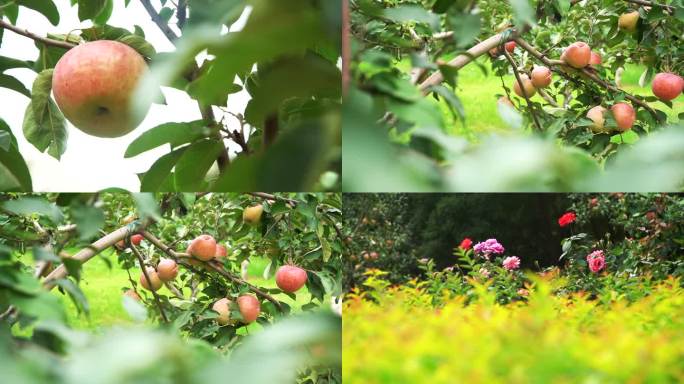 大片果园苹果园苹果树苹果种植 水果种植