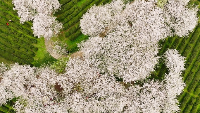 凤凰沟樱花8