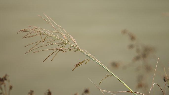 水边 芦苇 蜻蜓 草 空镜