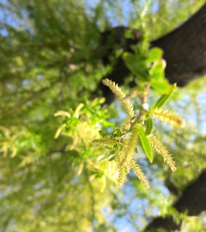 春天垂柳柳树生长绿色发芽仰视特写