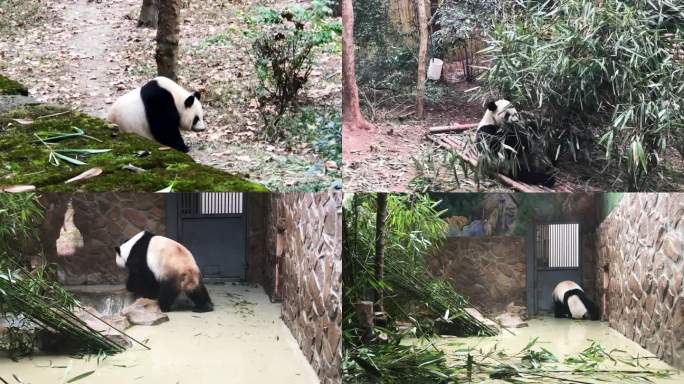 野生动物园熊猫吃竹子 大熊猫玩耍行走