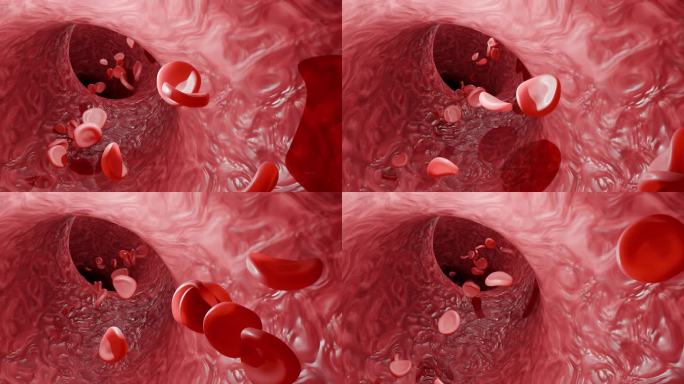4k 血液流动 血管 红细胞