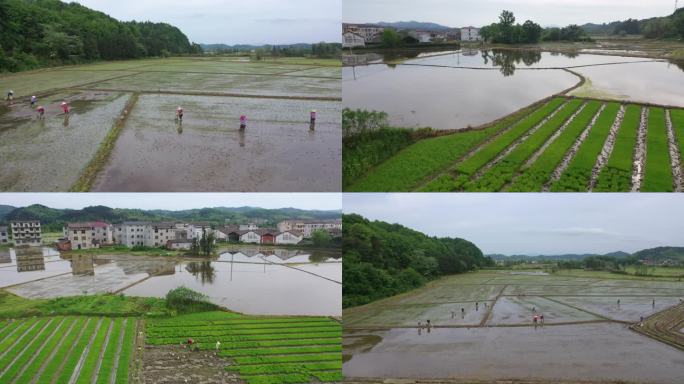 江西金溪：谷雨将至早稻栽插正当时