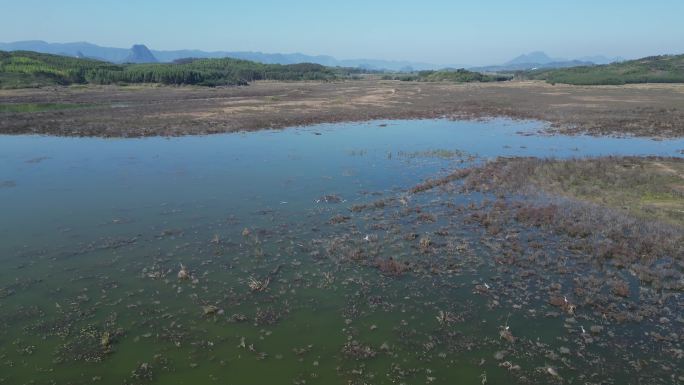 方冬天水域枯草湖泊湿地鸟类栖息