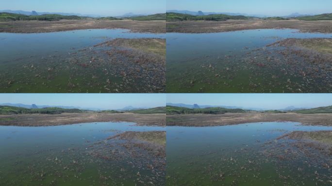 方冬天水域枯草湖泊湿地鸟类栖息