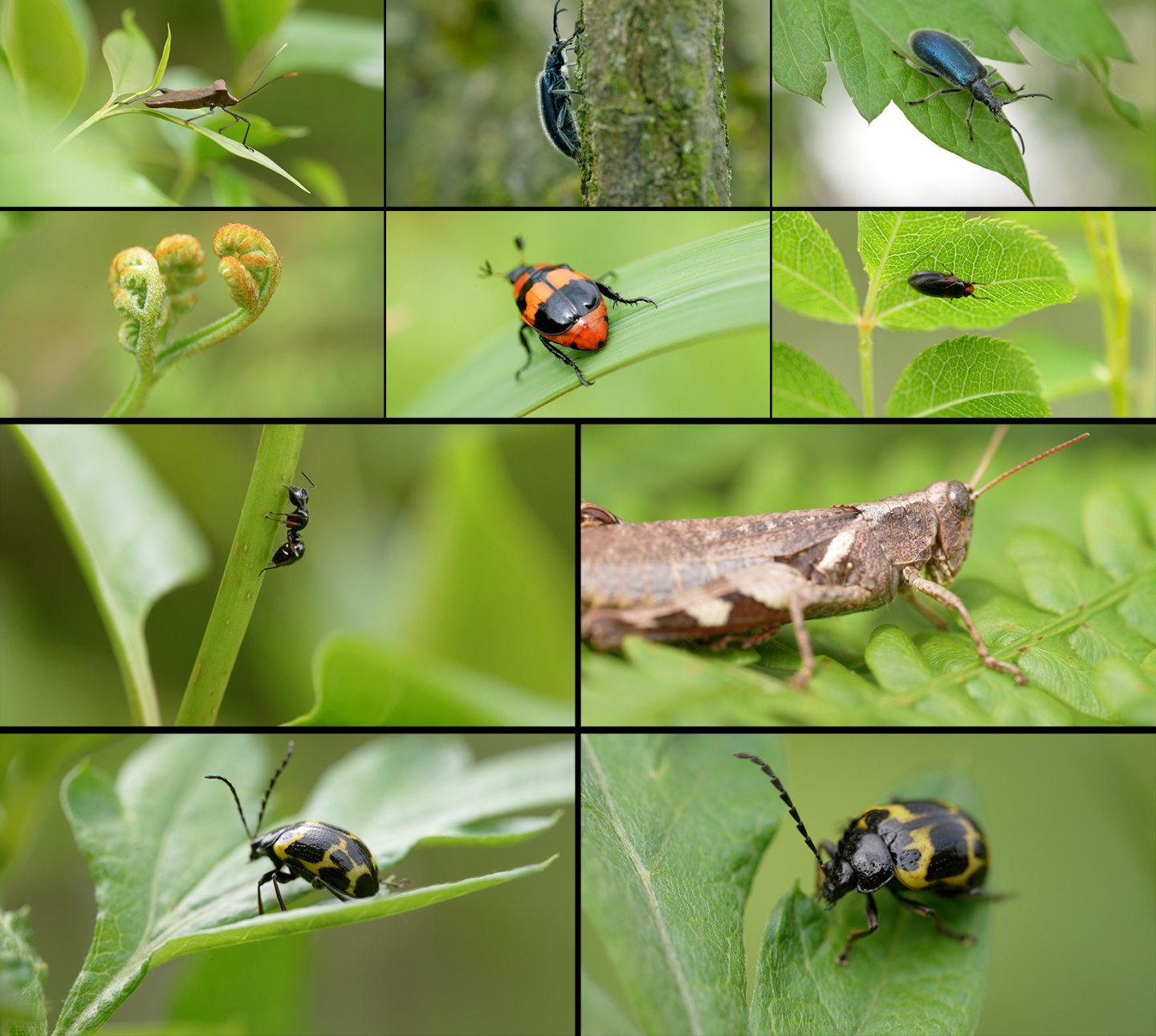 大自然微观世界微距昆虫生态环境