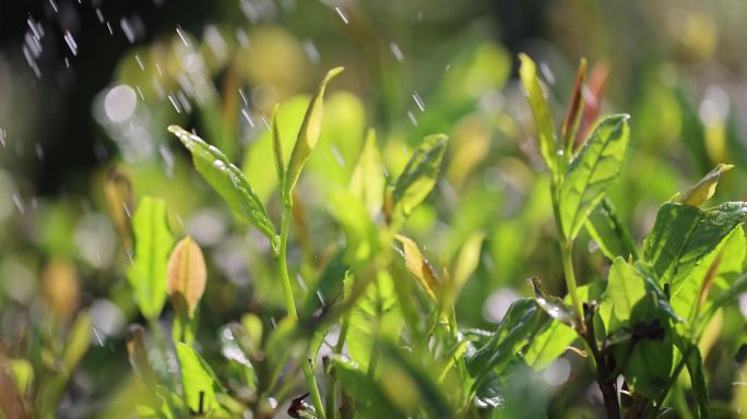 阳光雨露雨水茶园茶叶生机勃勃