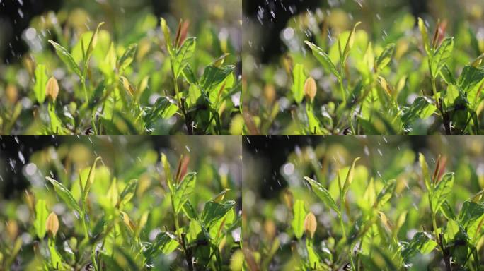 阳光雨露雨水茶园茶叶生机勃勃