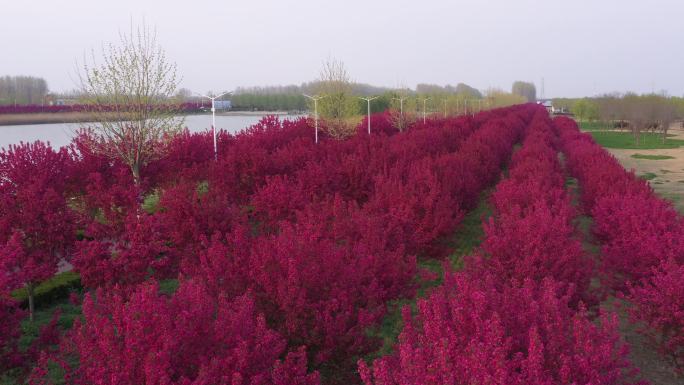 姹紫嫣红的绚丽海棠盛开在春天里