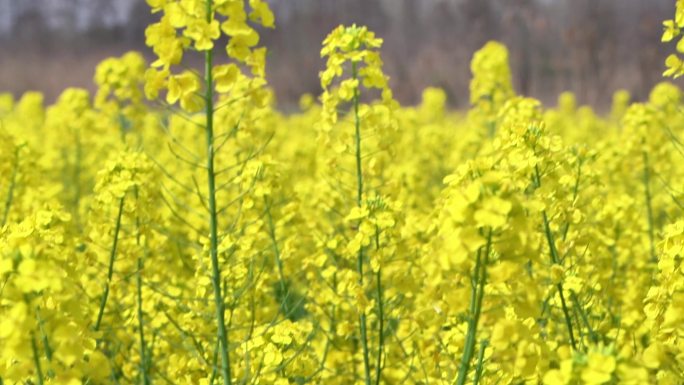 农村乡镇金黄油菜花田阳光花瓣飘落微缩采蜜