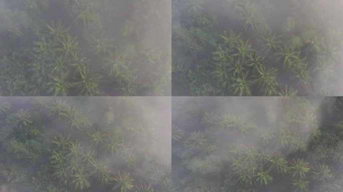 4K-Log-航拍平流雾中的东寨港红树林