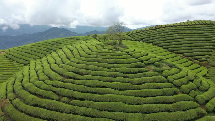 湖北恩施鹤峰木耳山茶园