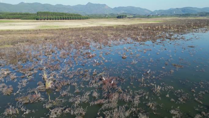 方冬天水域枯草湖泊湿地鸟类栖息